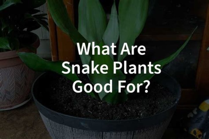 What is bad about Snake plants