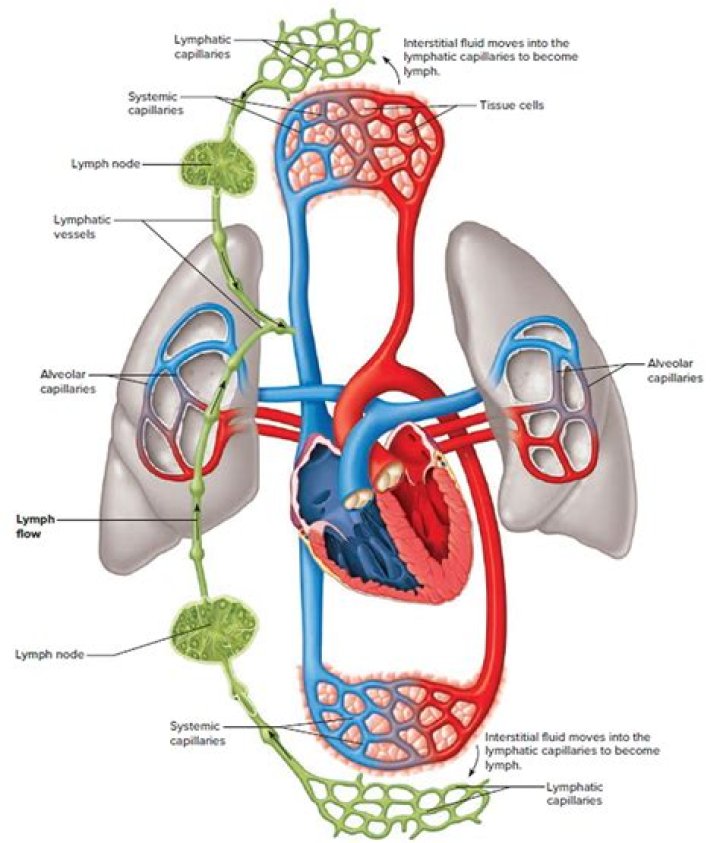 What is blood and lymph system