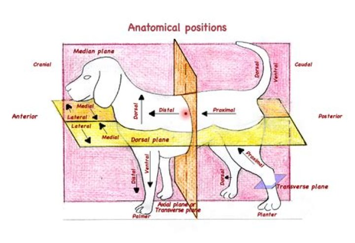 What is dorsal recumbency dog