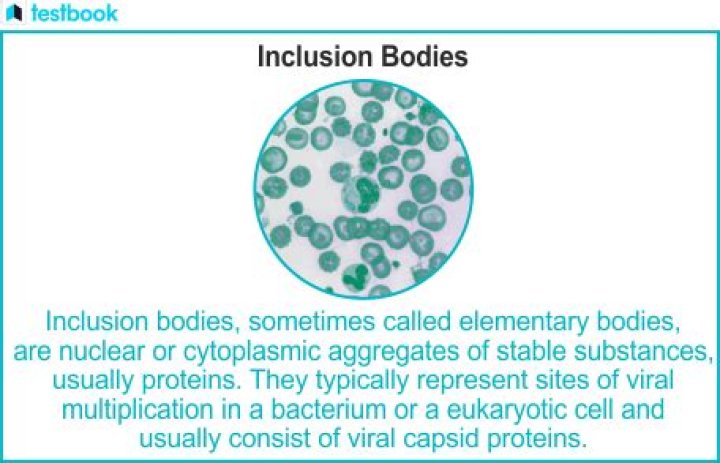 What is inclusion bodies Ncert 11