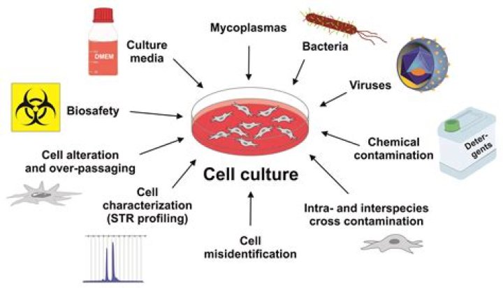 What is meant by cell culture