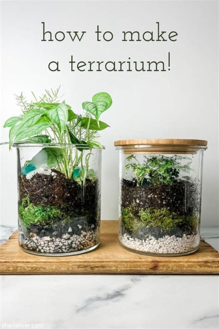 What is needed for a terrarium