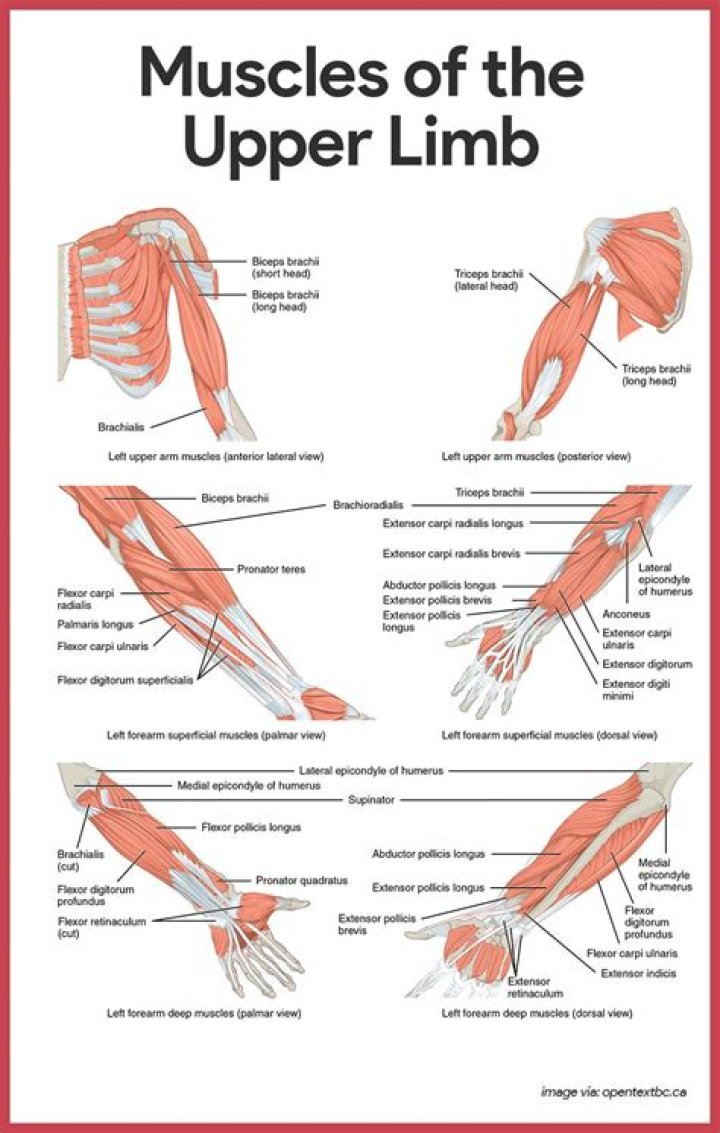 What is part of the upper limb