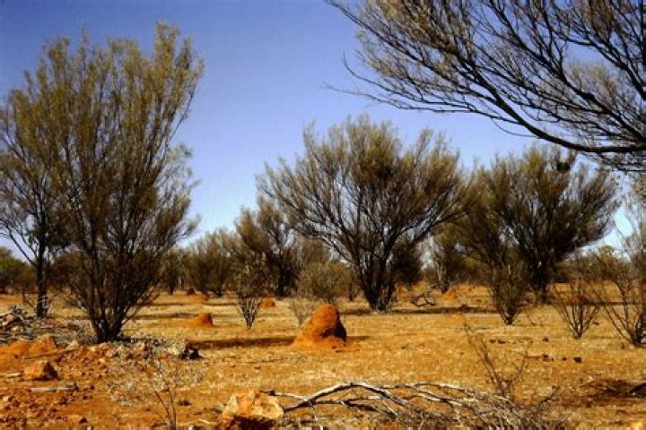 What is scrubland or wasteland