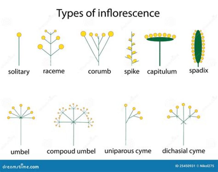What is solitary inflorescence
