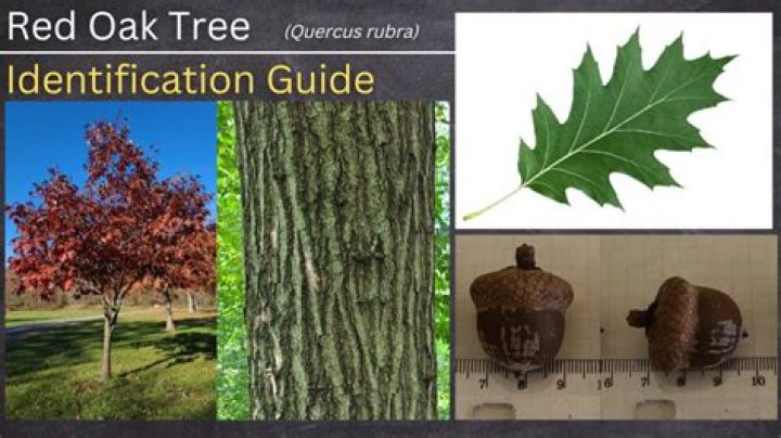 What is Southern Red Oak good for