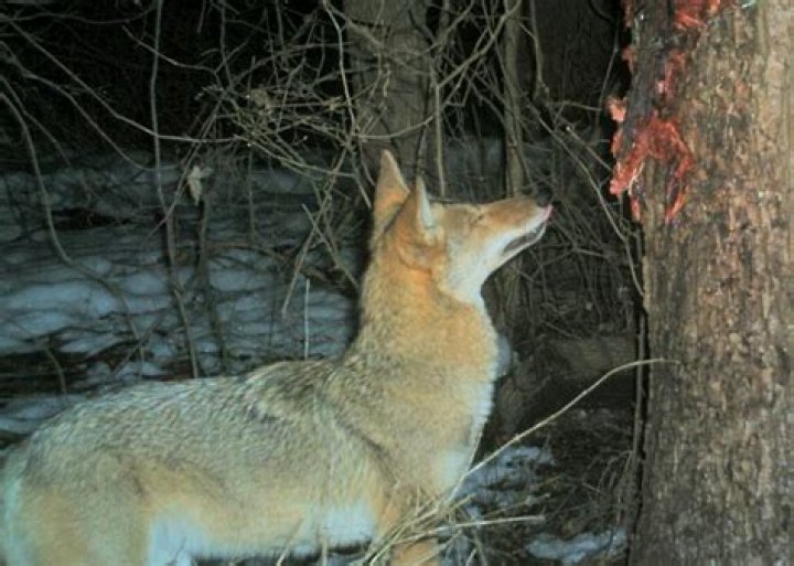 What is the best bait for coyotes