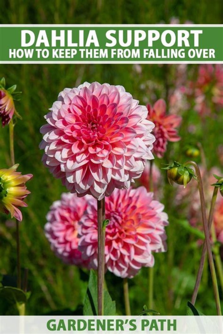 What is the best food for dahlias