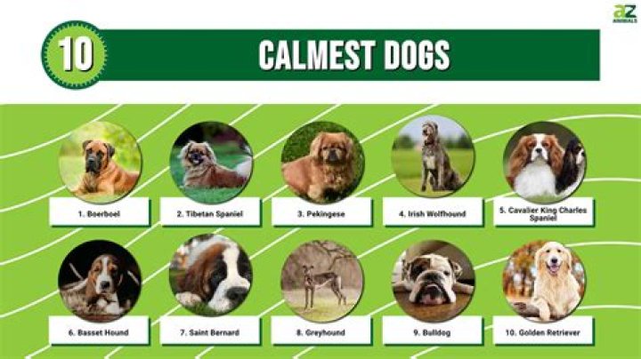 What is the calmest toy dog breed