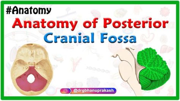 What is the fossa in the body