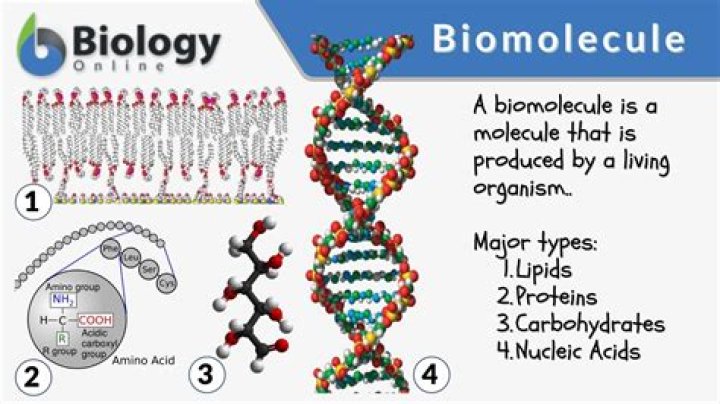 What is the important biomolecule