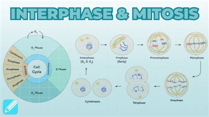 What is the interphase of meiosis