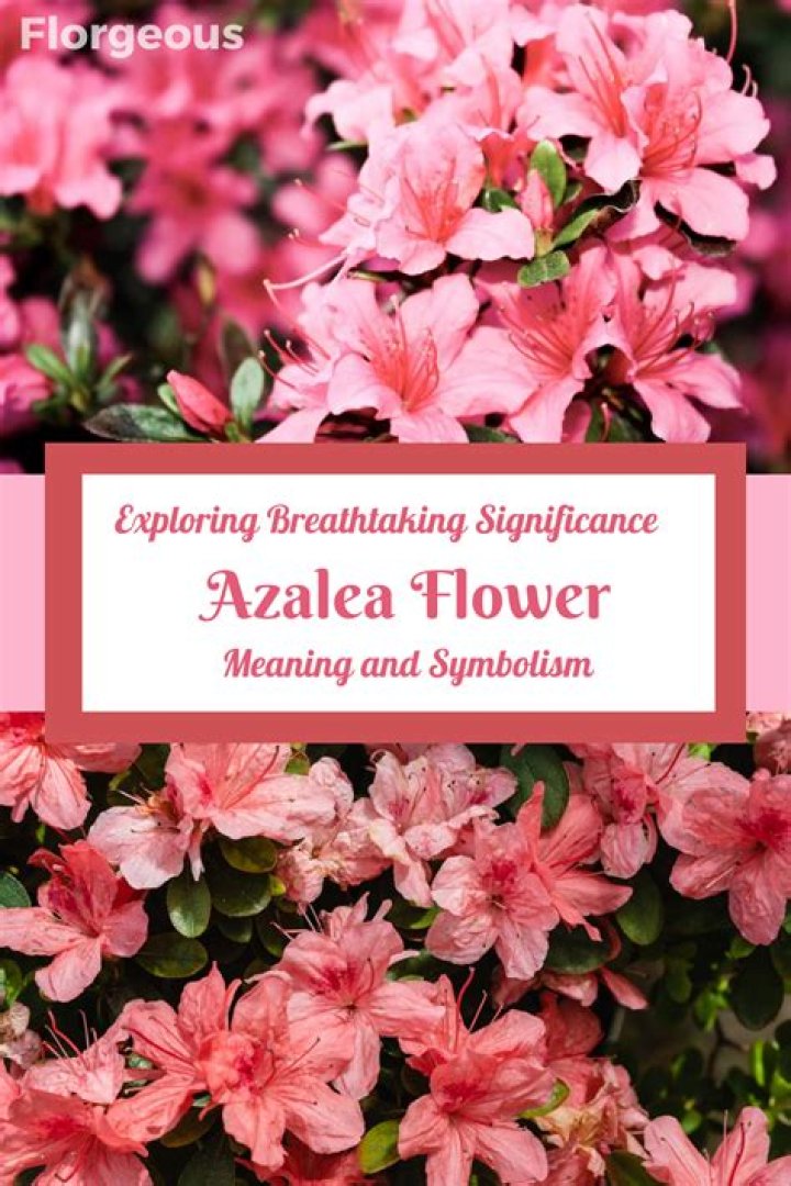What is the most beautiful azalea