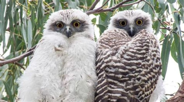 What is the most powerful owl