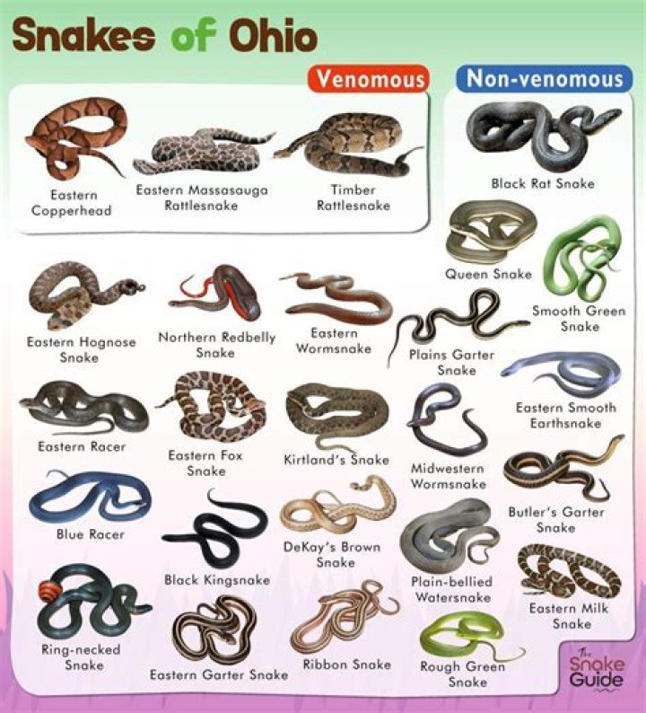 What is the most venomous snake in Ohio