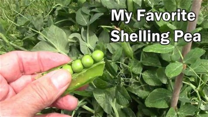 What is the sweetest shelling pea