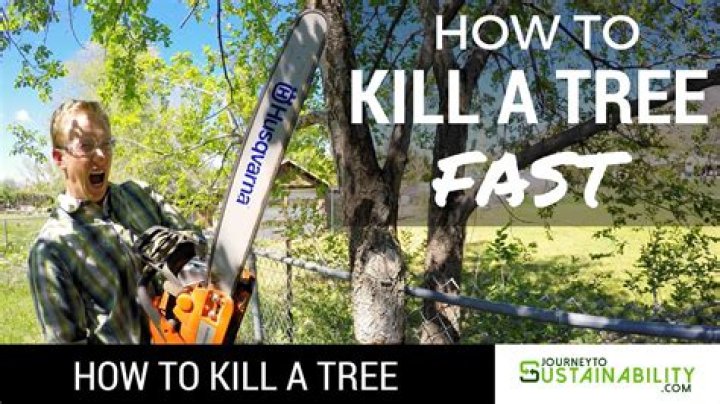 What kills pine trees quickly
