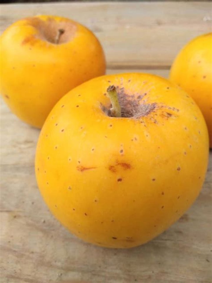 What kind of apple are yellow