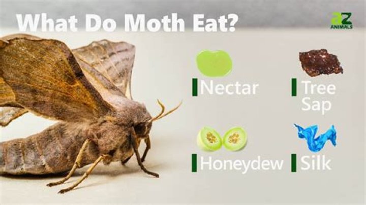What kind of flowers do moths eat