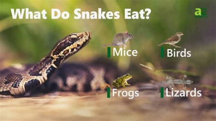 What kind of snakes eat voles