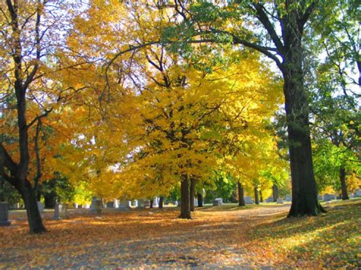 What makes something an arboretum