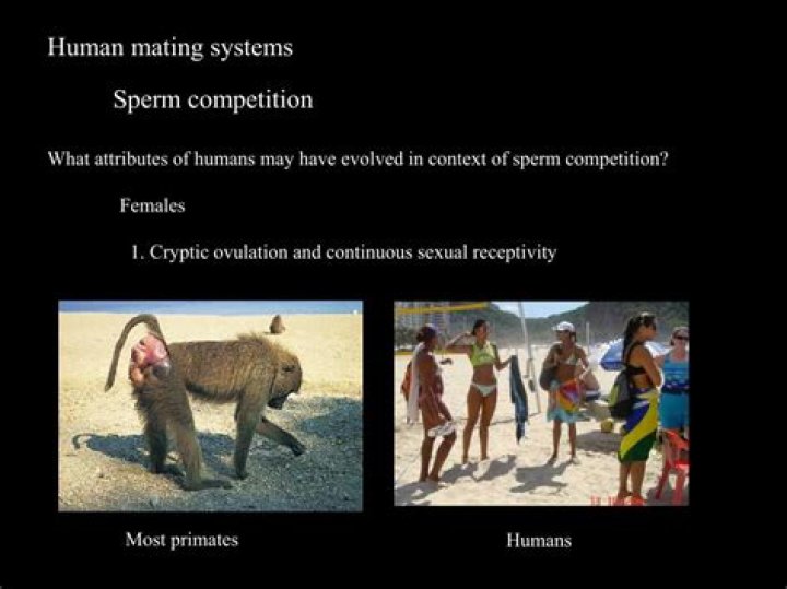 What mating system do humans have