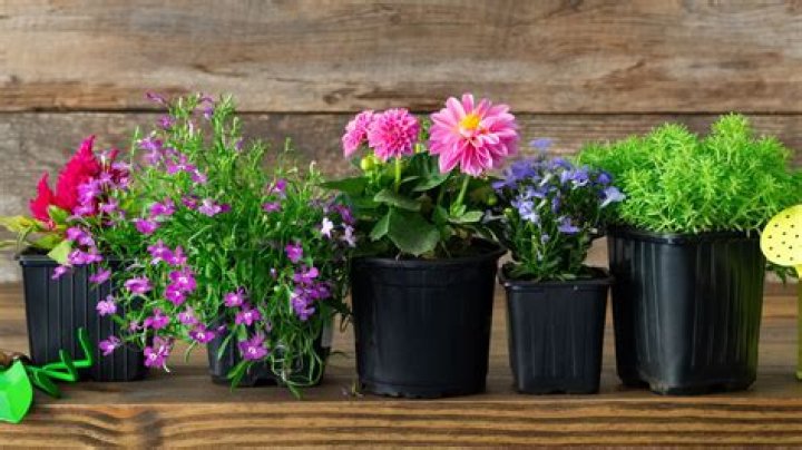 What plants can grow in tiny pots