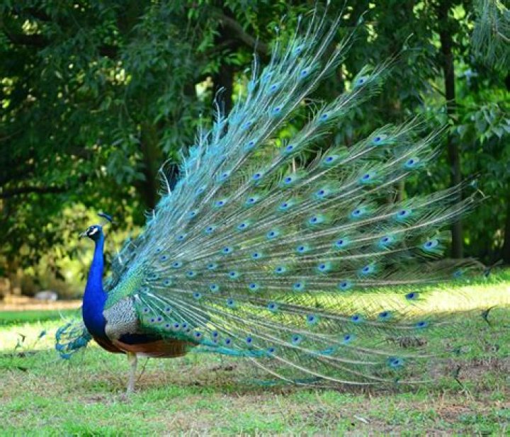 What should you not feed peacocks