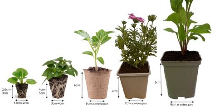 What size is a plug plant