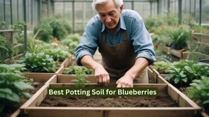 What soil is best for berries