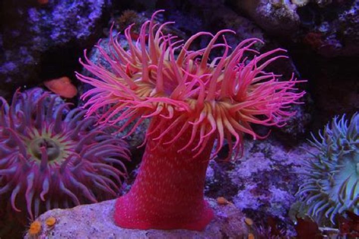 What to do after anemone dies
