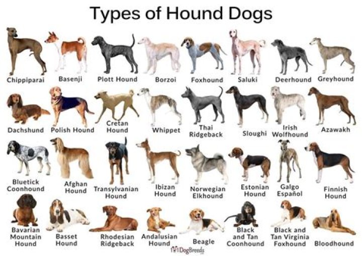 What type of dogs does Ellen have