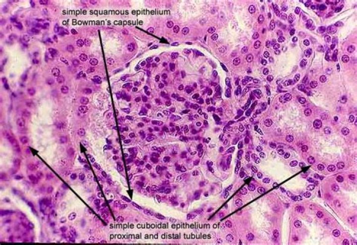 What type of epithelium is often found in glands and kidney tubules