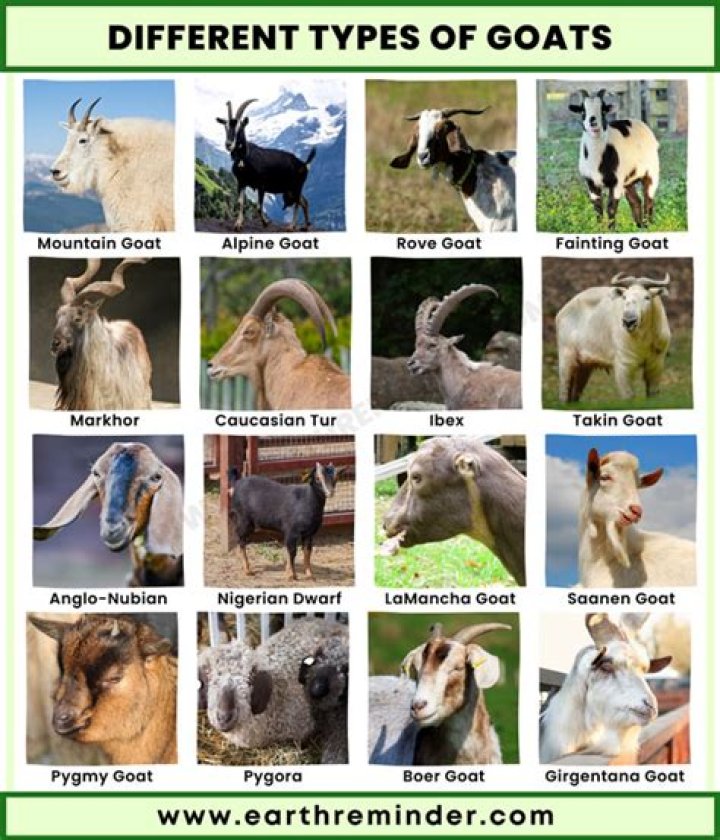 What type of goats stay small