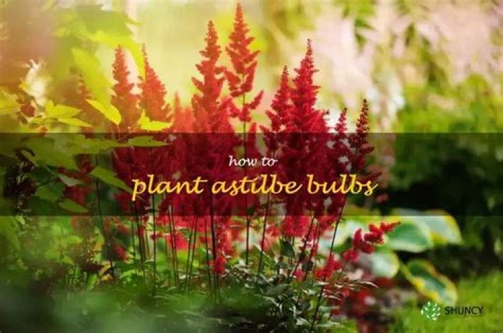 When should I plant astilbe bulbs