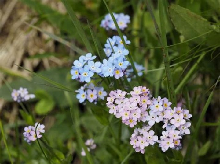 Where are Forget Me Nots invasive