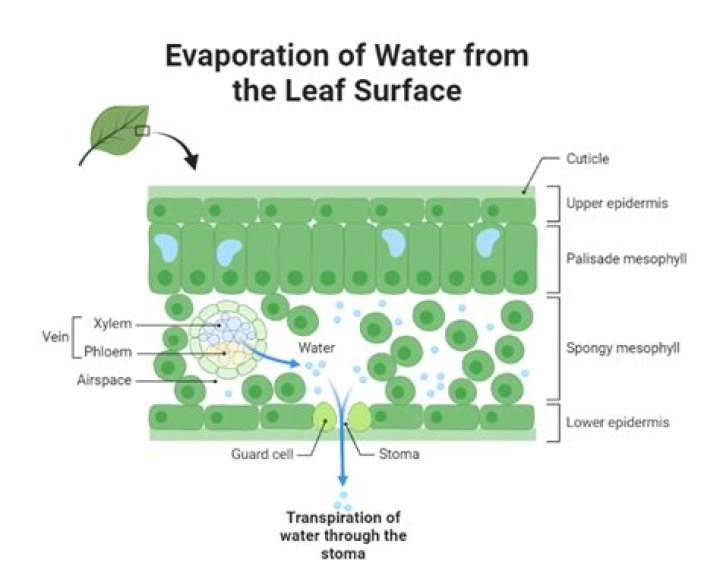 Where does water enter a leaf
