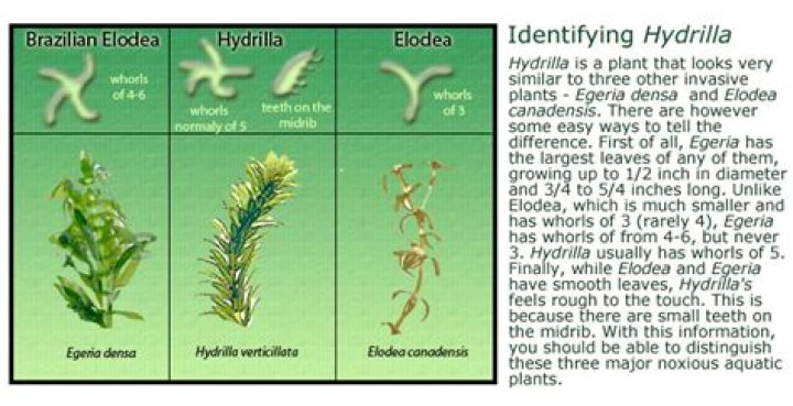 Where is Hydrilla most common