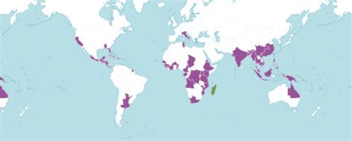 Where is periwinkle native to