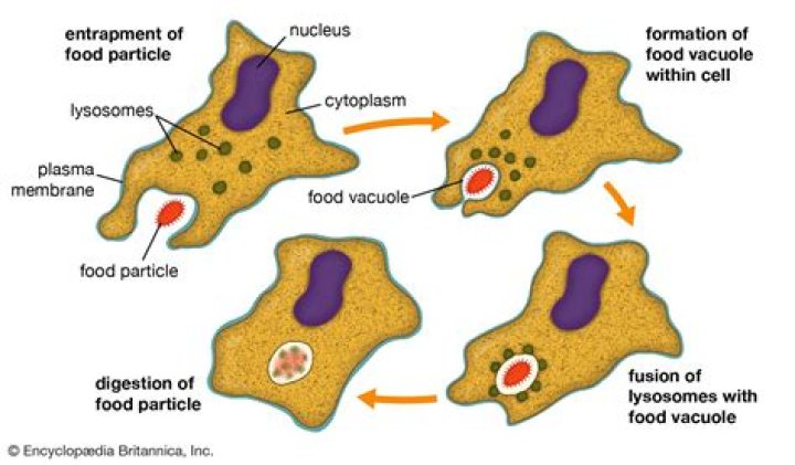 Which best describes phagocytosis