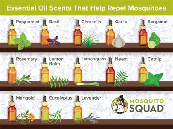 Which essential oils do bugs hate