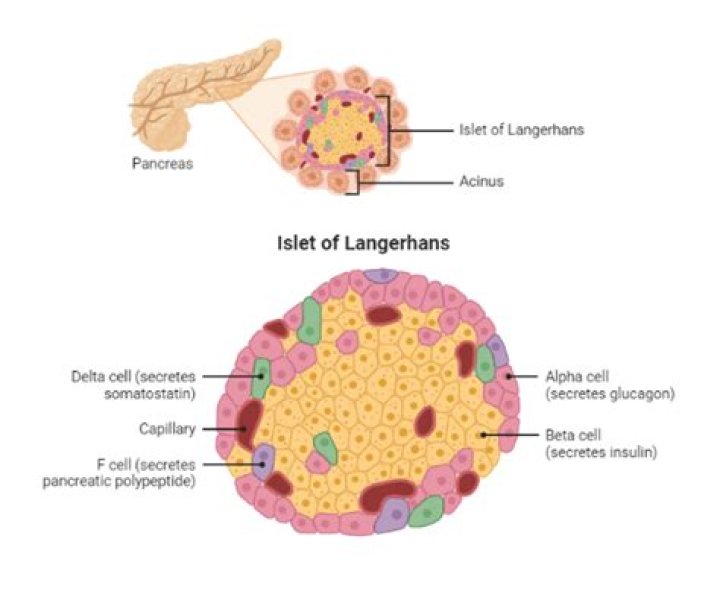 Which germ layer does the pancreas develop from