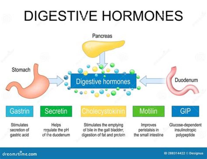 Which hormones help digestion