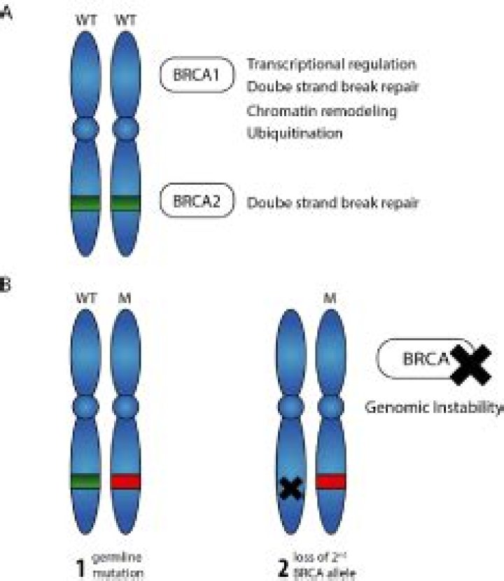 Which is worse BRCA1 or BRCA2