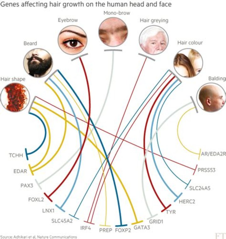Which parent determines hair gene