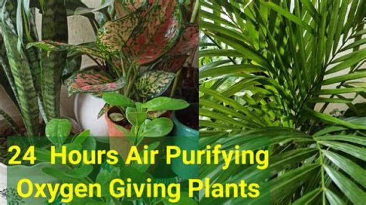 Which plant gives oxygen 24 hours