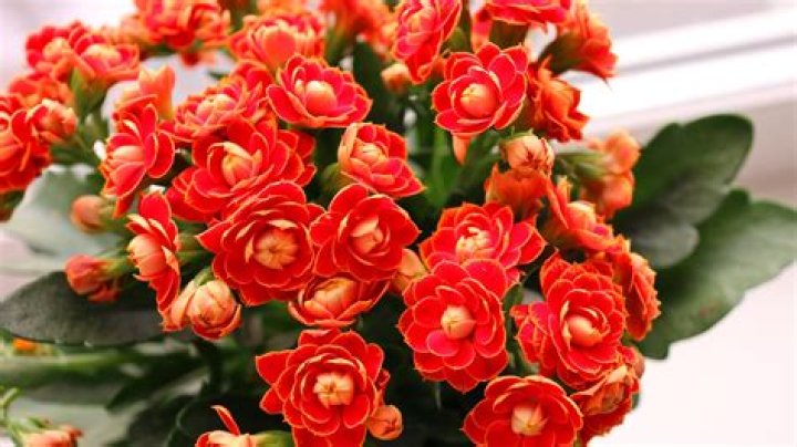 Which plants have red flowers