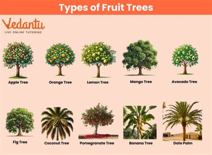 Which trees give us chocolate