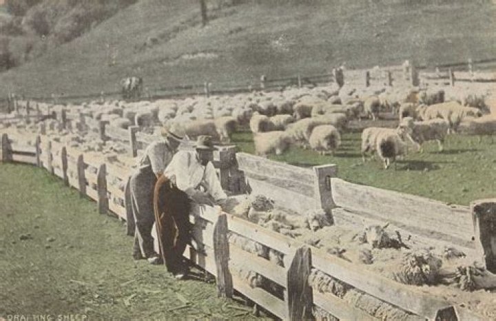 Who introduced sheep to Australia