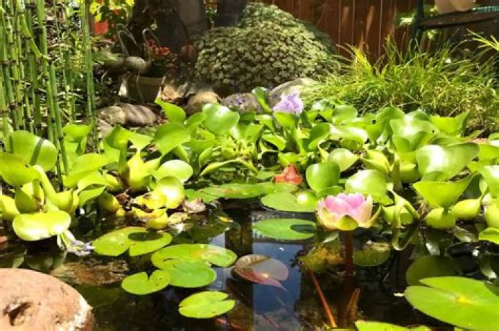 Why are ponds important to humans